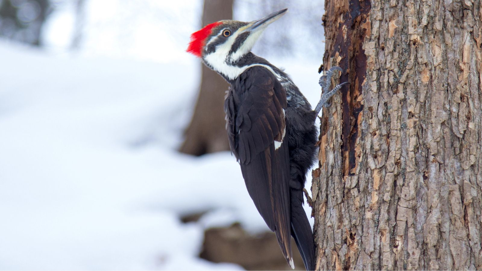 Male pileated woodpecker on a tree trunk.