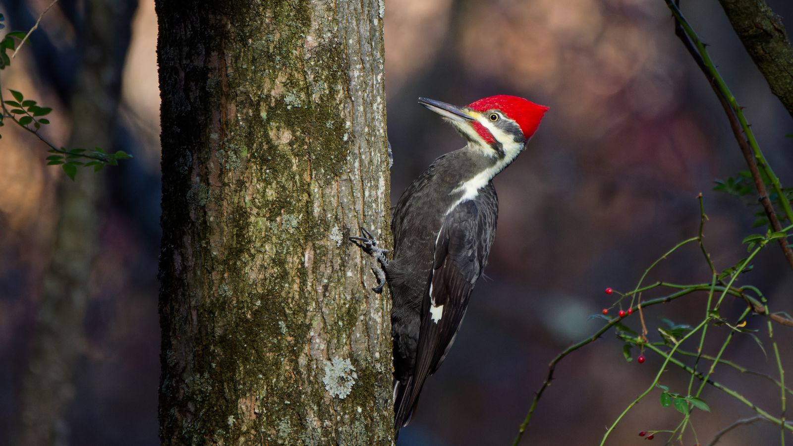 Large pileated woodpecker on a tree trunk.