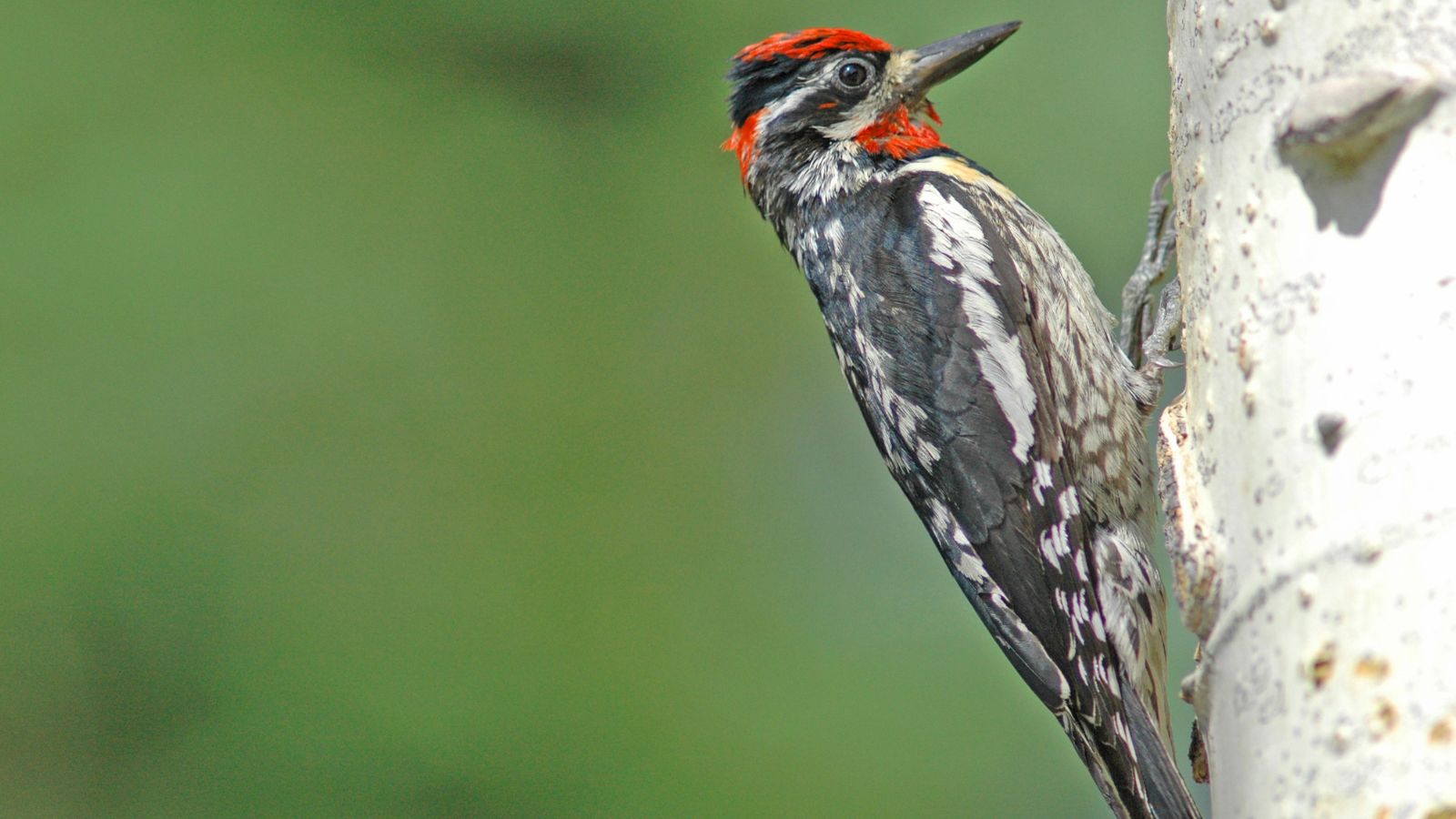 Yellow bellied sapsucker on a birch tree trunk.