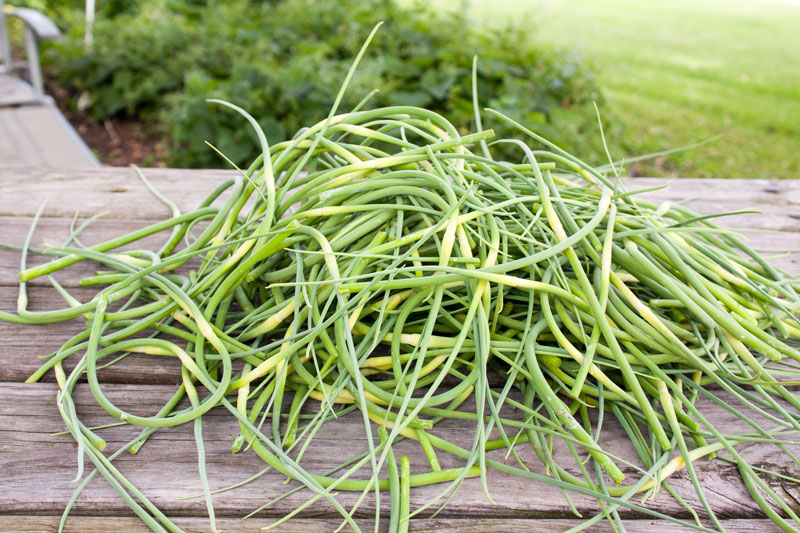 large pile of garlic scapes on picnic table